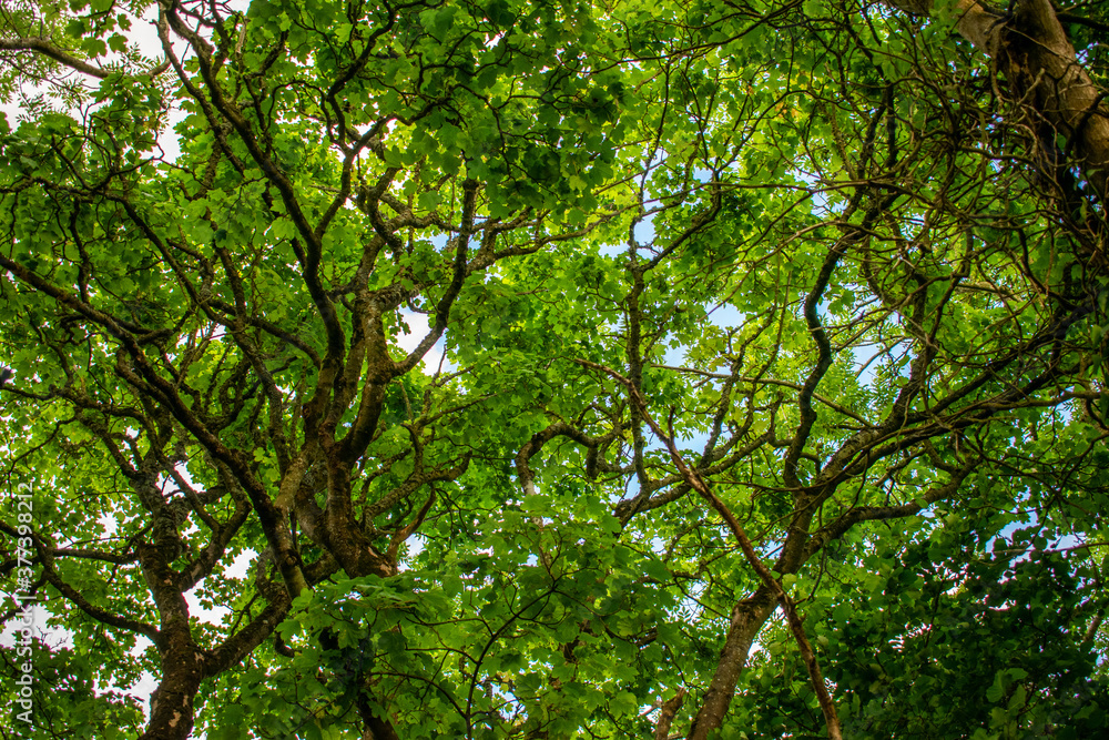Fototapeta premium Beautiful Lush Forest Trees