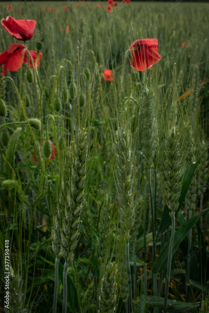 Obraz premium red poppies in wheat field