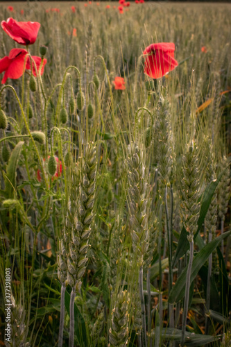 red poppies in wheat field