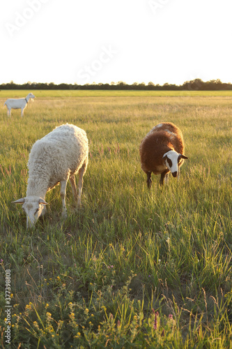 White and brown sheep graze in a field during sunset
