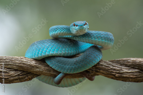 Trimeurus insularis blue is a venomous snake from indonesia photo