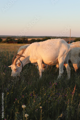 White goats graze in the field at sunset