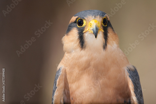 A portrait of an Aplomado Falcon photo