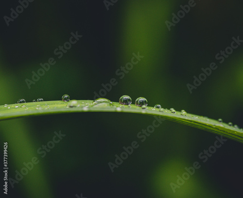 Close up of water droplets on a blade of grass with blurred background photo