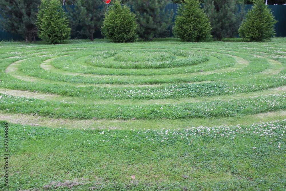 Beautifully trimmed lawn in circles against the background of young conifers Beautifully trimmed lawn in circles against the background of young conifers