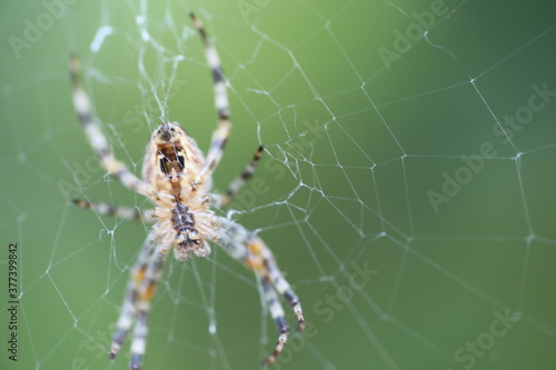 close up of spider on the web