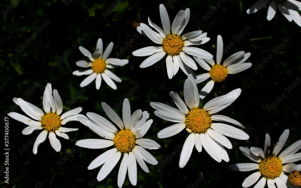 Daisy Flower Portrait