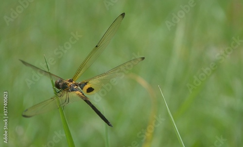 dragonfly on a green leaf © Shony