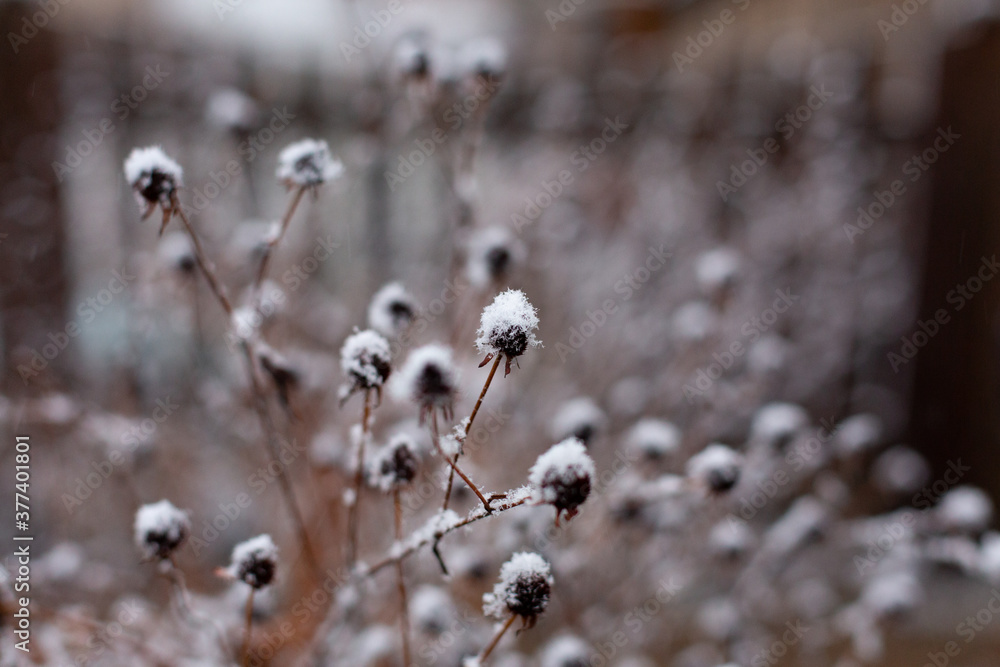 Snow on top of dead flowers in the winter Snow on top of dead flowers in the winter