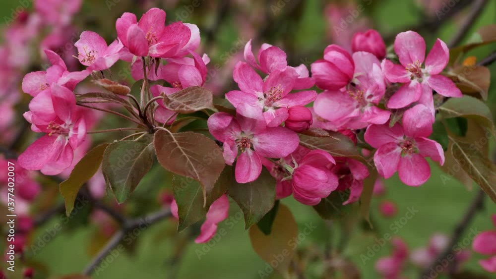 Blooming Apple Trees in the Spring Garden. Blooming Apple Trees in the Spring Garden.