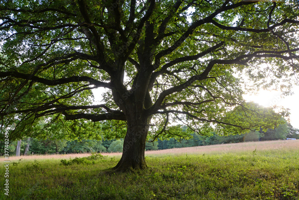 Eiche Eiche