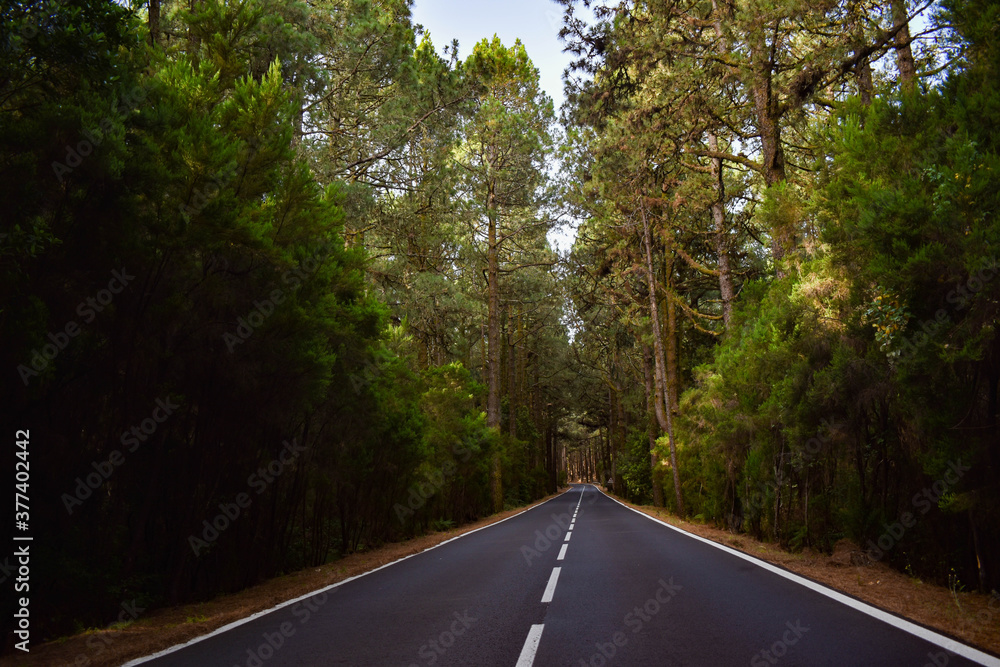 Obraz premium long road in the forest