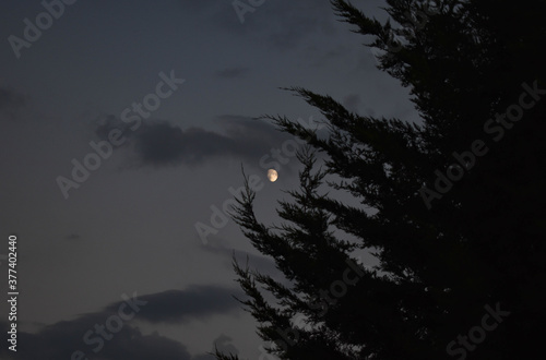 picture of the moon with a tree