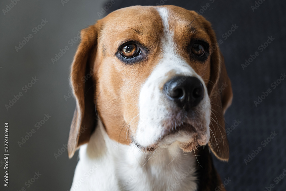 close-up portrait of a dog of breed beagle, expressive look. muzzle close-up. hanging ears.