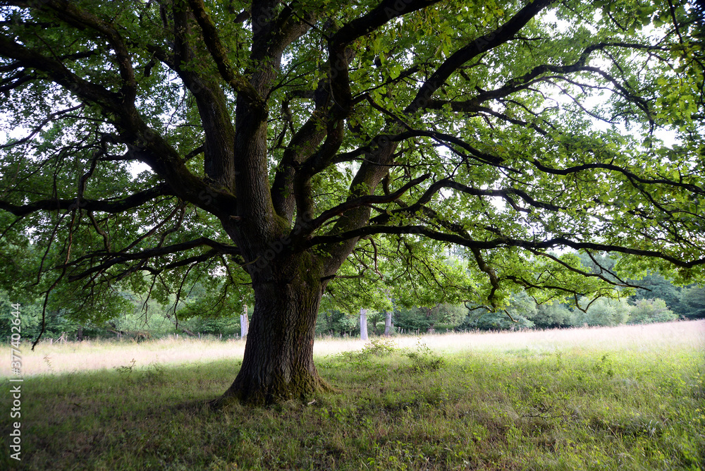 Obraz premium Eiche