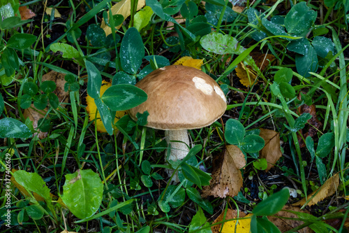 Mushroom in green grass. Autumn mushroom.