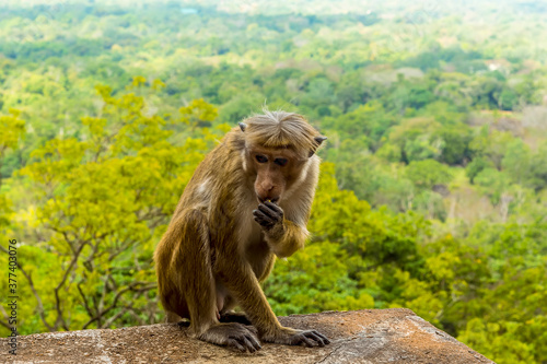 A macaque monkey nibbles a snack on the steps of the rock fortress of Sigiriya  Sri Lanka