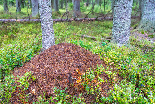 Fotografie Brown anthill on fir forest