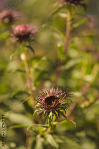 Beautiful flowers in the garden