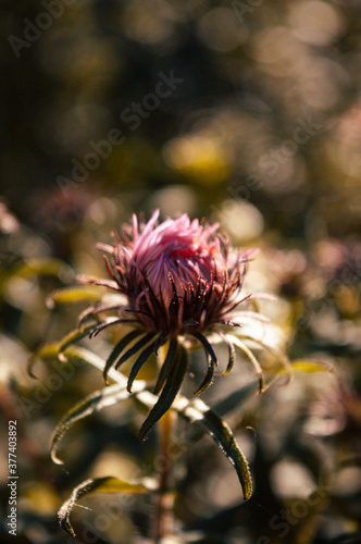Beautiful flowers in the garden
