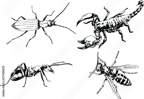 vector drawings sketches different insects bugs Scorpions spiders drawn in ink by hand , objects with no background