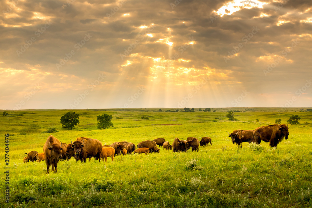 These impressive American Bison wander the plains of the Kansas Maxwell Prairie Preserve - obrazy, fototapety, plakaty 