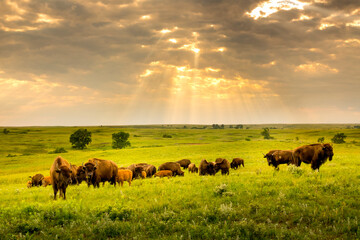 Fototapete Büffel Bisonherde in Kansas Maxwell Prairie  © ricardoreitmeyer