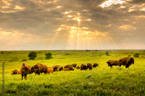 Fototapeta These impressive American Bison wander the plains of the Kansas Maxwell Prairie