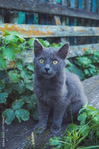 Cat resting in nature in the village