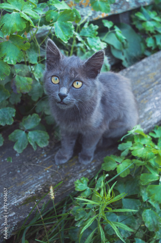 Cat resting in nature in the village
