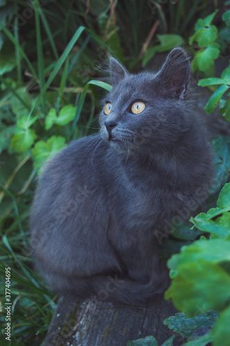Cat resting in nature in the village