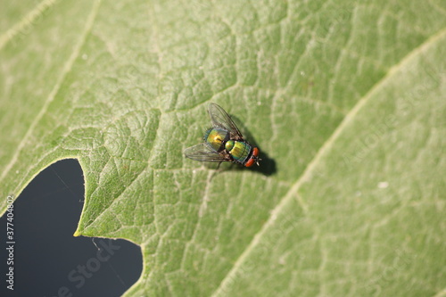 fly on green leaf 