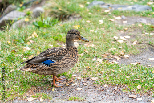 Duck walking on grass near river