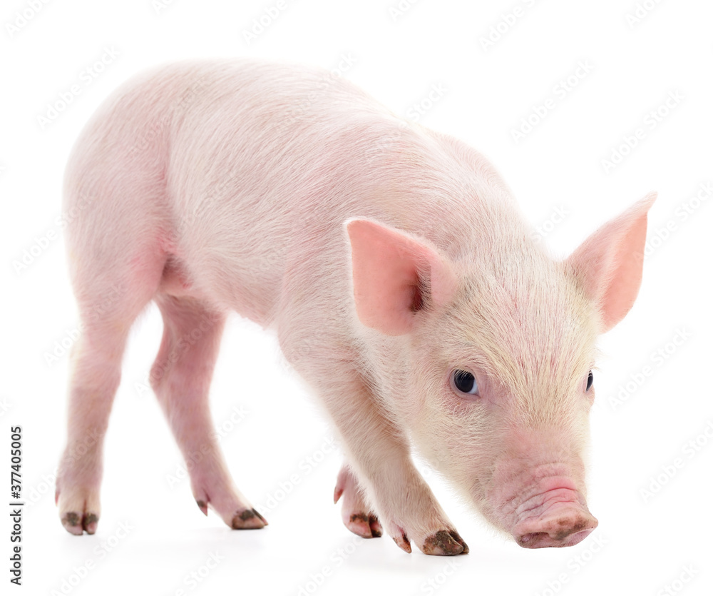 Little pink pig. Little pink pig.
