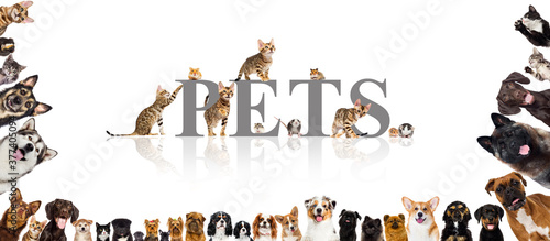 Photography group of pets cats and dogs and rodents on a white background