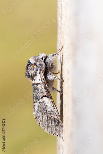 Poplar kitten moth (furcula bifida). Night butterfly of the family Notodontidae, resting on a wooden board. Vertical format photo