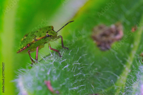 Gros plan insecte sur une plante © sayphoto