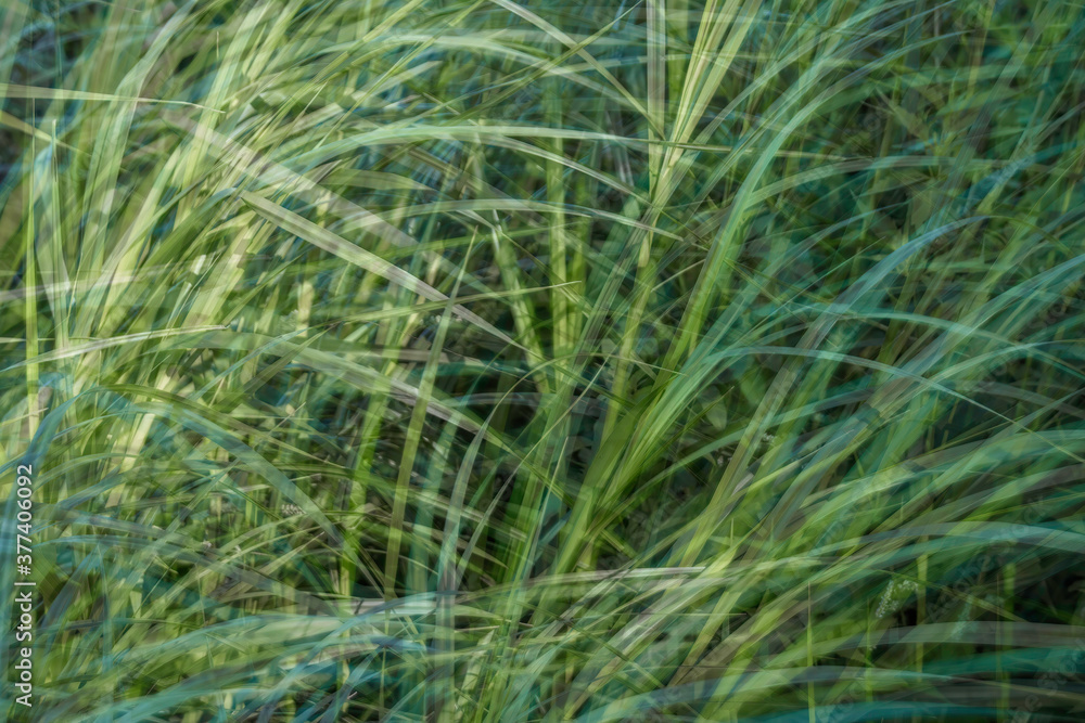 Tall grasses moving in wind motion effect long exposure green and yellow nobody