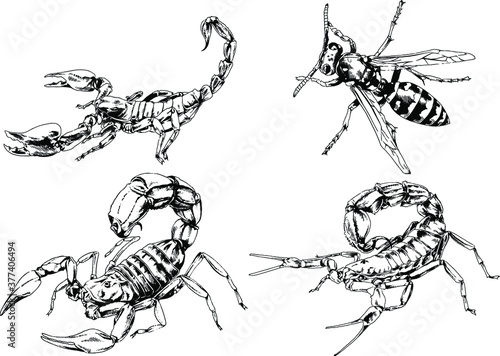 vector drawings sketches different insects bugs Scorpions spiders drawn in ink by hand , objects with no background © evgo1977