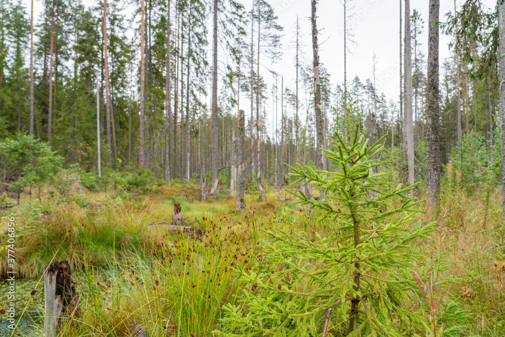 Obraz premium Fir swamp forest, moss, blueberry and lingonberry