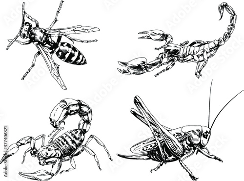 vector drawings sketches different insects bugs Scorpions spiders drawn in ink by hand , objects with no background