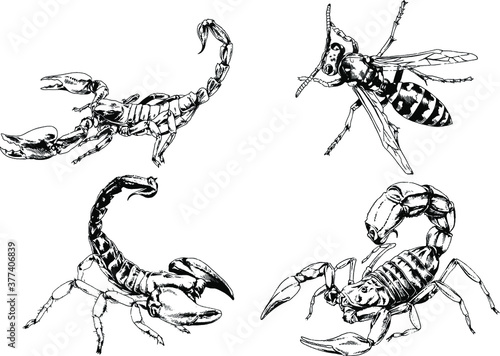 vector drawings sketches different insects bugs Scorpions spiders drawn in ink by hand   objects with no background