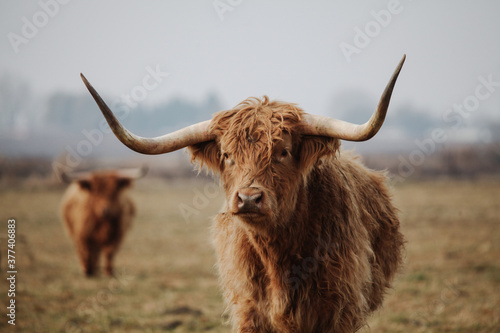 Scottish highland cow in winter pasture photo