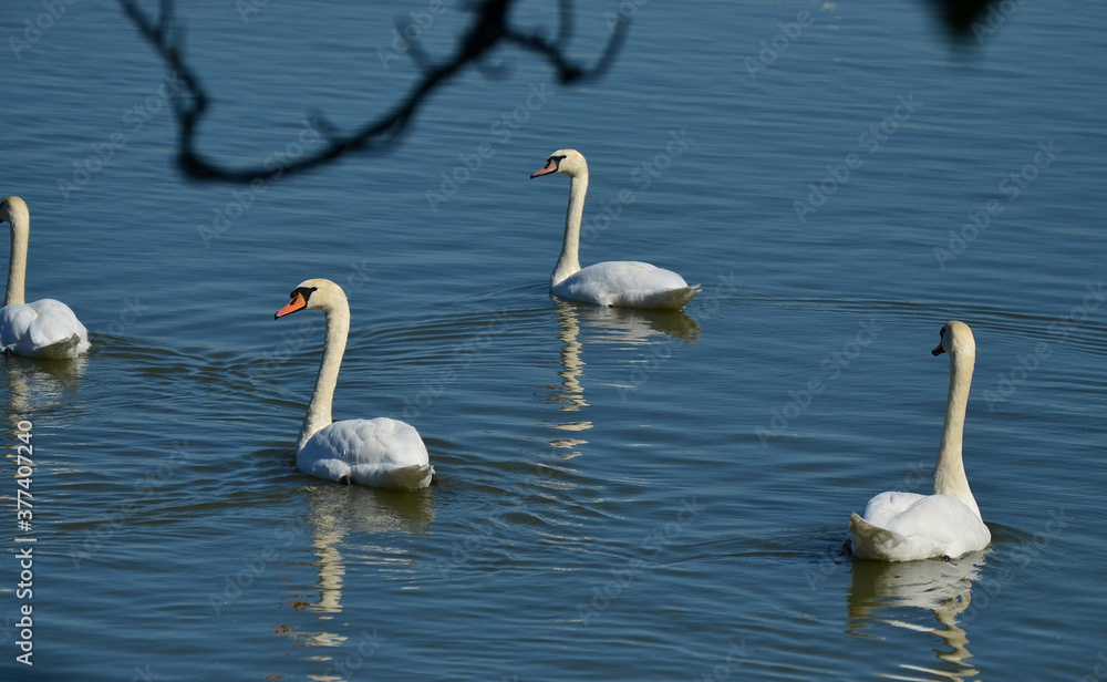 Fototapeta premium Łabędzie