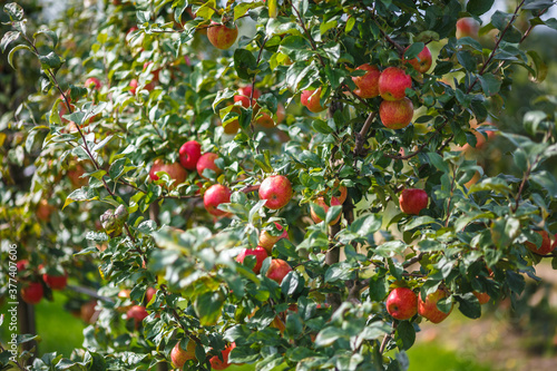 large ripe red apples hanging from tree branch in orchard ready for harvesting