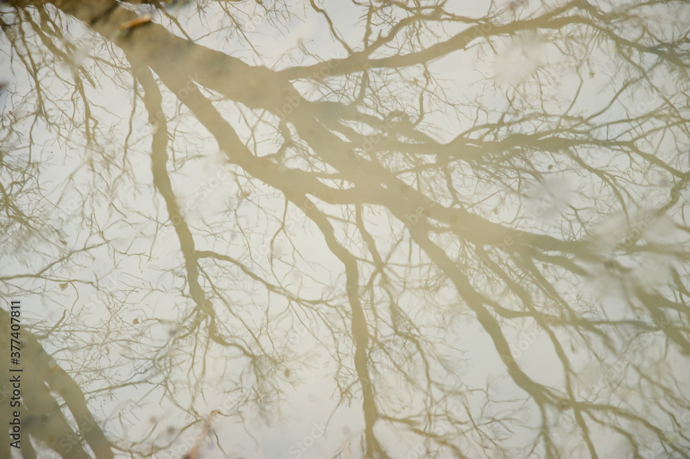 Pavia - 03/17/2011: branches reflected in the water Pavia - 03/17/2011: branches reflected in the water