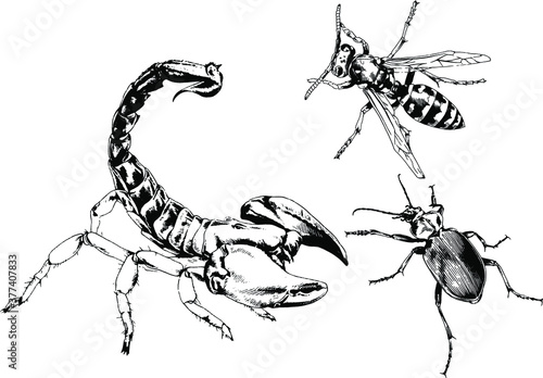 vector drawings sketches different insects bugs Scorpions spiders drawn in ink by hand , objects with no background