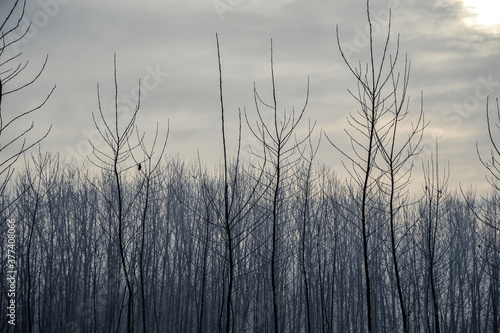 Mortara -12/30/2011: po valley winter field landscape covered with frost