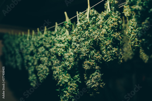 Cannabis buds hung to dry