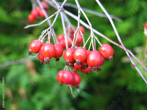 red hawthorn berries hang on a Bush in autumn